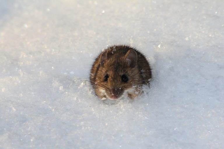 Are there more rodent, mice and rat infestations during winter?