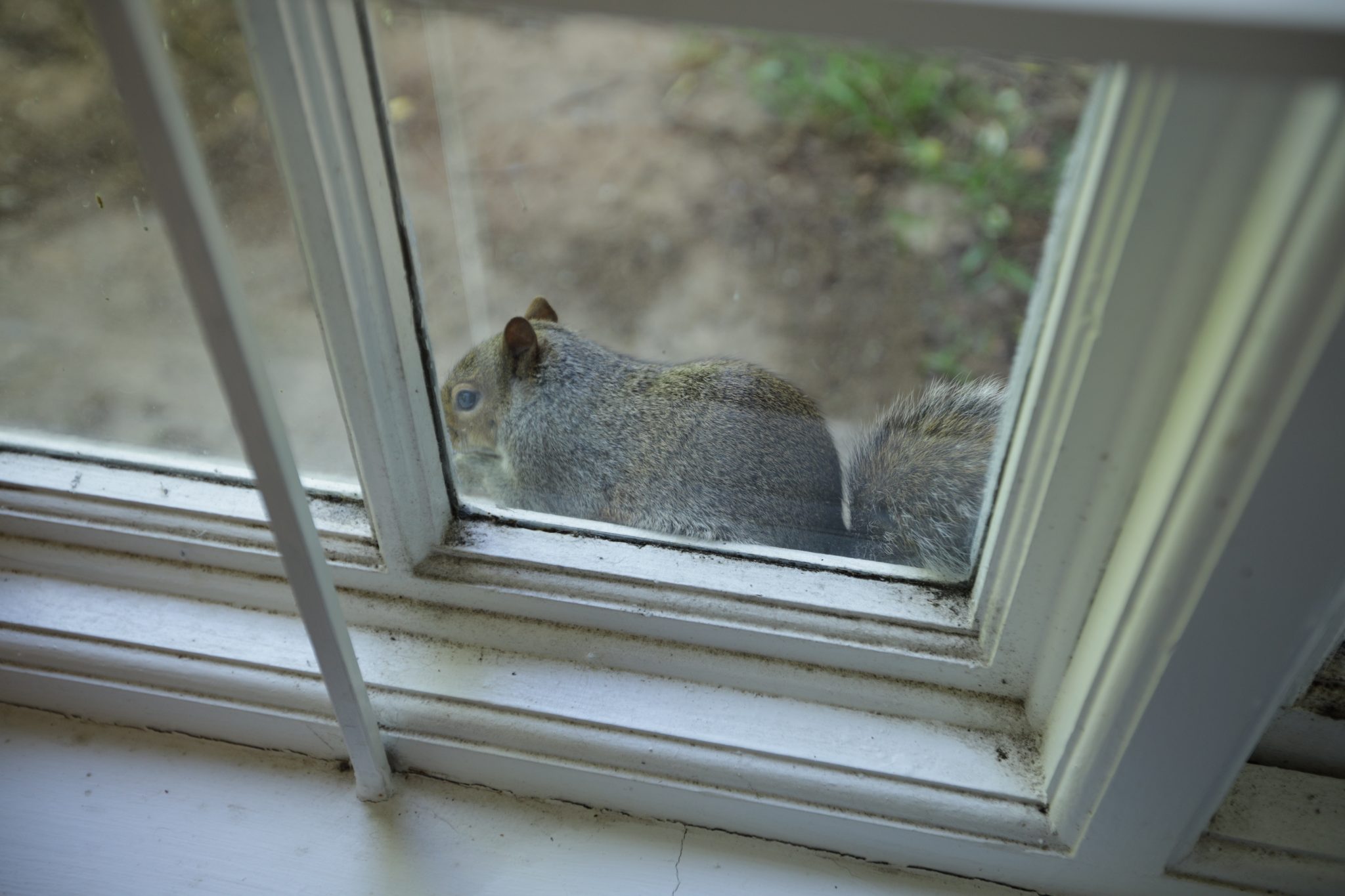 Nature, Birds and Wildlife Squirrels in the attic what are the