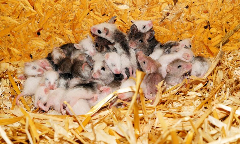 What damage can mice cause