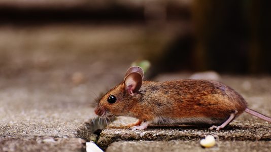 Quels sont les premiers signes des problèmes de souris?