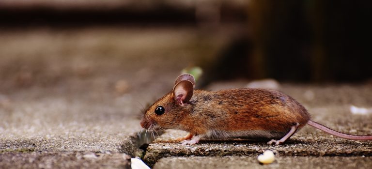 What are the first signs of mouse problems?
