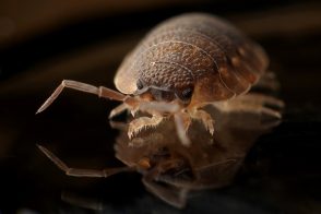 What is bed bug heat treatment
