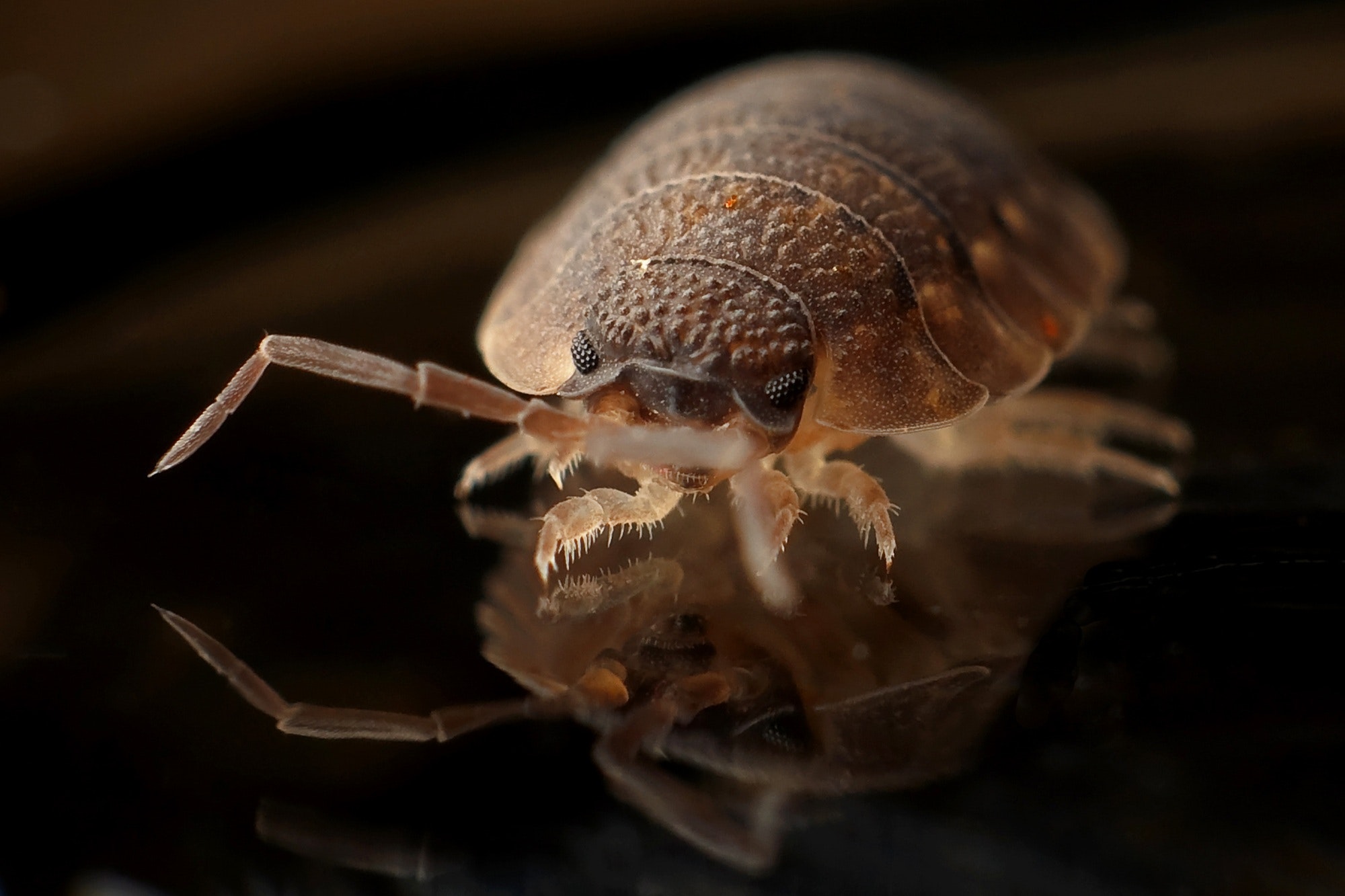 What is bed bug heat treatment