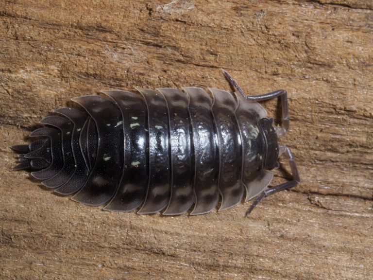 Understanding Their Presence and How to Get Rid of Them Naturally