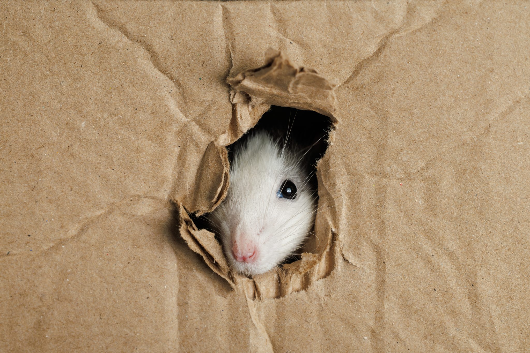 Nature, Birds and Wildlife | Signs of a Mouse Infestation People Ignore