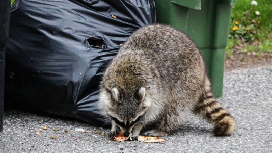 Composting in Gatineau: How to Avoid Attracting Rats and Raccoons