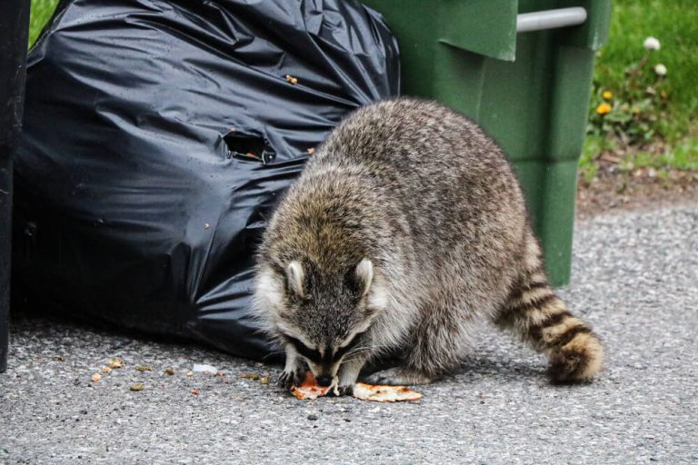 Compostage à Gatineau : Comment éviter les rats et les ratons laveurs